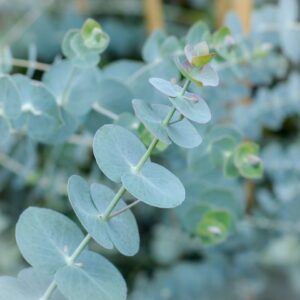 Eucalyptus Globulus 10 ml