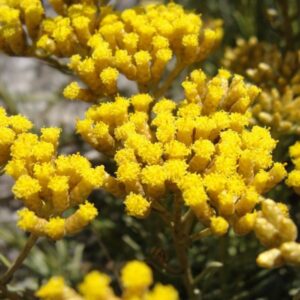 Helichrysum Gymnocephalum 10 ml