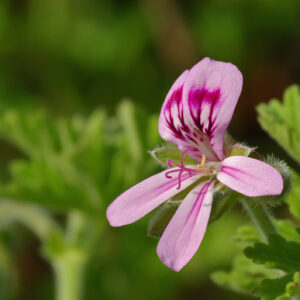 Géranium