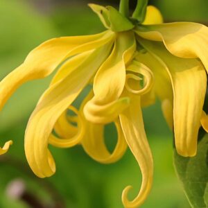 Ylang Ylang 10 ml