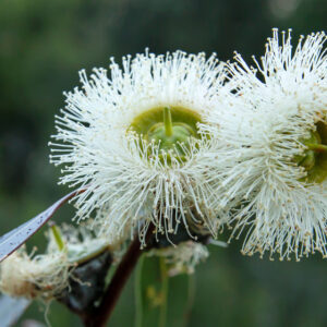 Eucalyptus Citriodora 10 ml