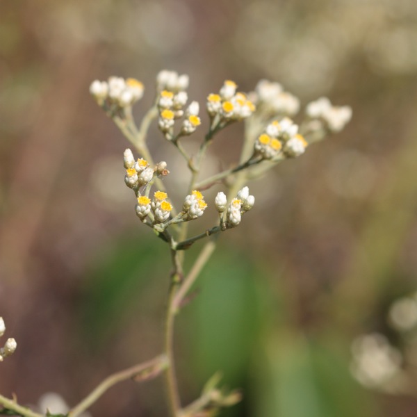 helichrysum.faradifani-.simon.lemesle-.ast.rale