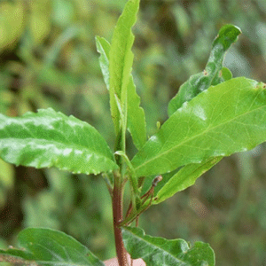 Dingadingana - Iary 10 ml