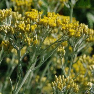 Helichrysum Bracteiferum 10 ml